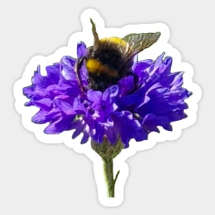 Bumblebee on a Blue Cornflower Sticker